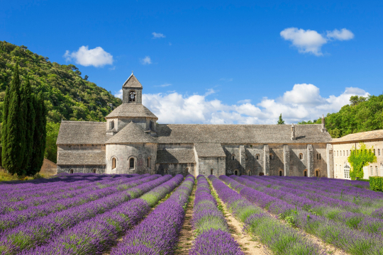 Frankreich Lavendel