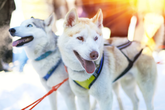 Husky Vianova Gruppenreise